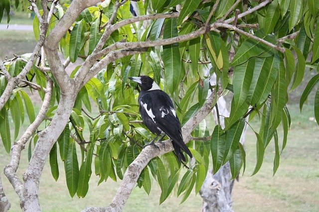 Free download Magpie Bird Australia -  free photo or picture to be edited with GIMP online image editor