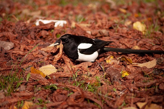 Free download magpie bird bird feeder autumn free picture to be edited with GIMP free online image editor