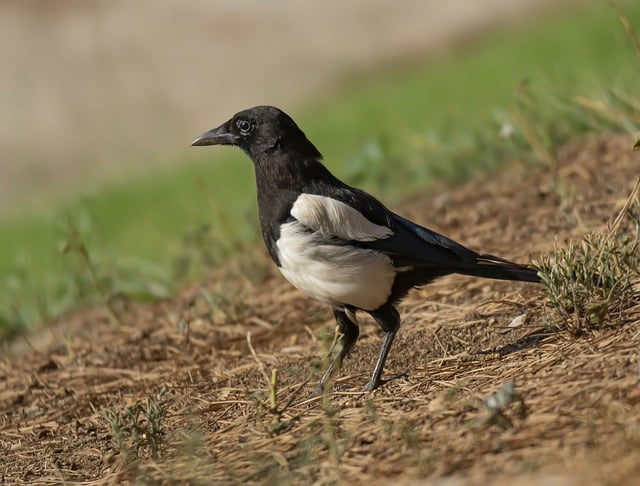 Free download magpie bird wildlife animal free picture to be edited with GIMP free online image editor