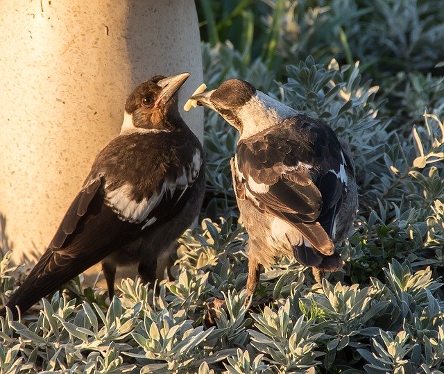 Free download Magpies Australian -  free photo or picture to be edited with GIMP online image editor