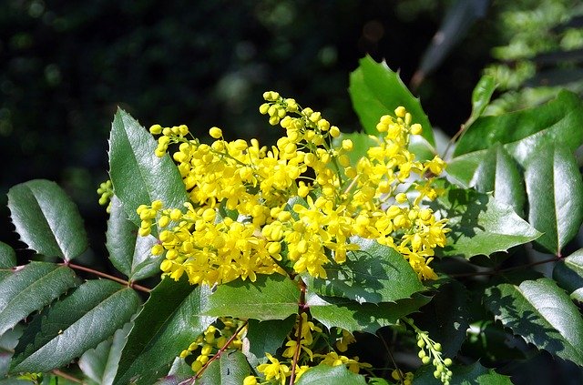 Free download Mahonia Aquifolium Berberidacée -  free photo or picture to be edited with GIMP online image editor