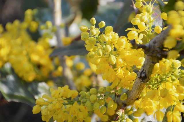 Free download Mahonia Shrub Berries -  free photo or picture to be edited with GIMP online image editor