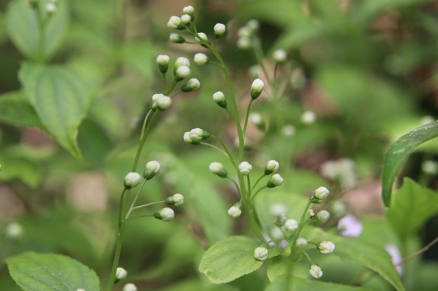 Free download Maiblumenstrauch Bud White -  free photo or picture to be edited with GIMP online image editor