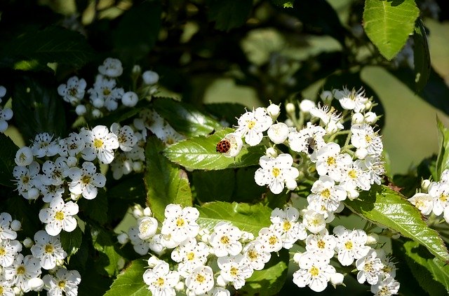 Free download Maikäfer Beetle Insect -  free photo or picture to be edited with GIMP online image editor