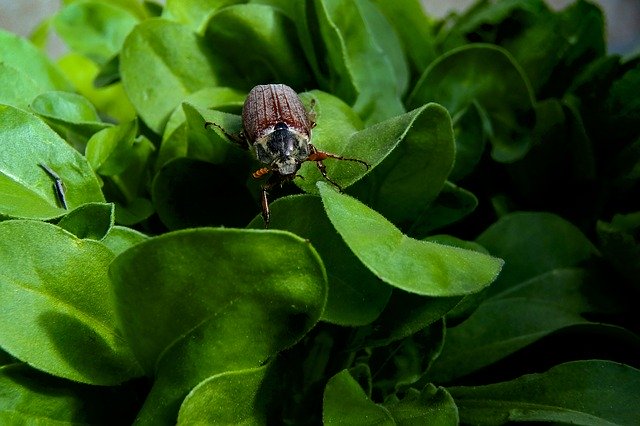 Free download Maikäfer Insect Spring -  free photo or picture to be edited with GIMP online image editor