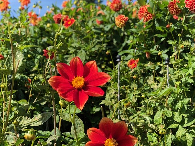 Free download Mainau Bodensee Dahlien -  free photo or picture to be edited with GIMP online image editor