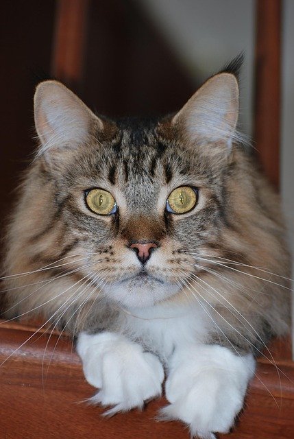 Free download Maine Coon Mainecoon Cat -  free photo or picture to be edited with GIMP online image editor