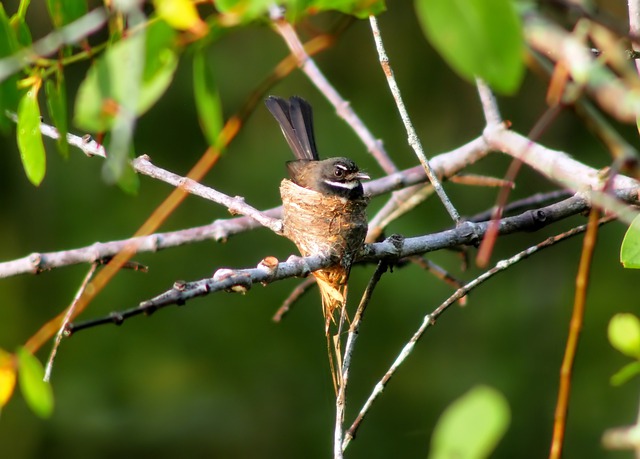 Free download malaysian pied fantail nest wild free picture to be edited with GIMP free online image editor