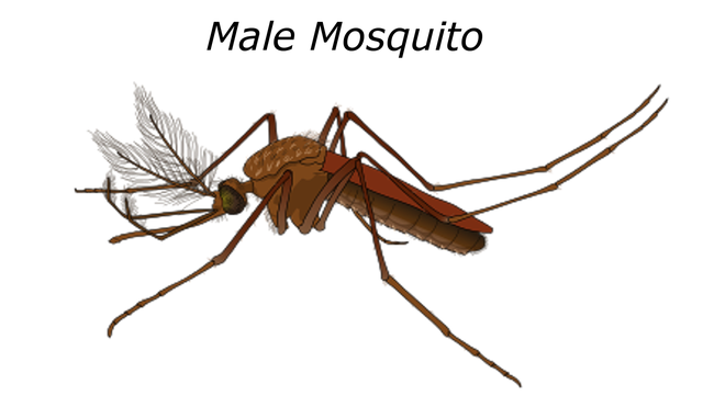 Free download Male Mosquito Malaria -  free illustration to be edited with GIMP free online image editor