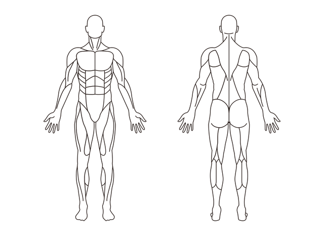 Free download Male Muscle Bare - Free vector graphic on Pixabay free illustration to be edited with GIMP free online image editor