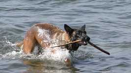 Free download Malinois Flemish Mechelaar Belgian free video to be edited with OpenShot online video editor