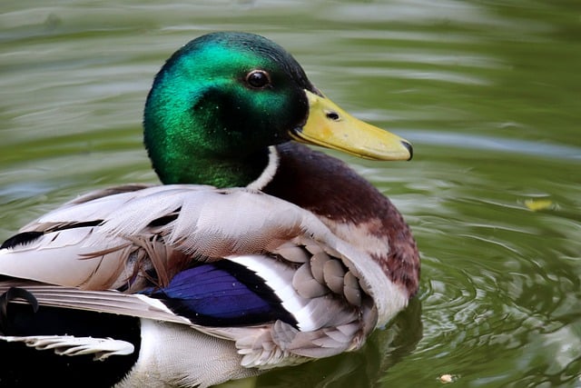 Free download mallard drake duck water bird bird free picture to be edited with GIMP free online image editor