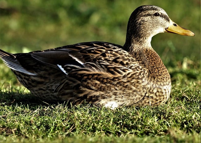 Free download mallard duck animal nature free picture to be edited with GIMP free online image editor