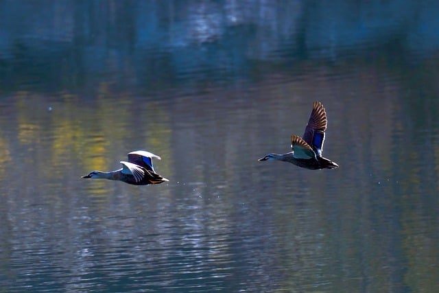 Free download mallard duck duck bird animal birds free picture to be edited with GIMP free online image editor