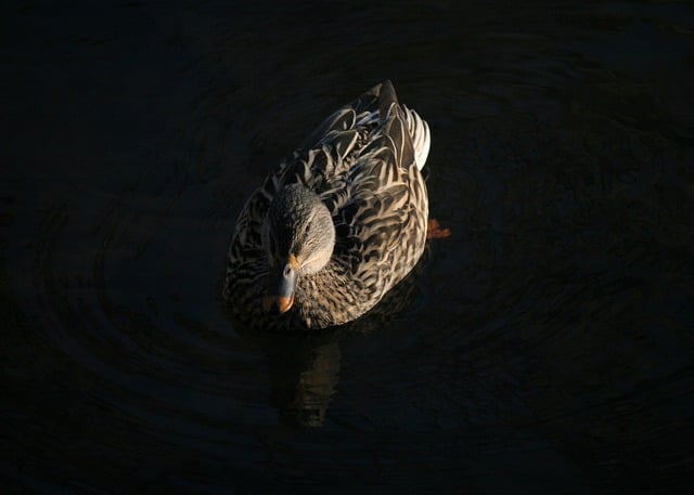 Free download mallard duck hen female free picture to be edited with GIMP free online image editor