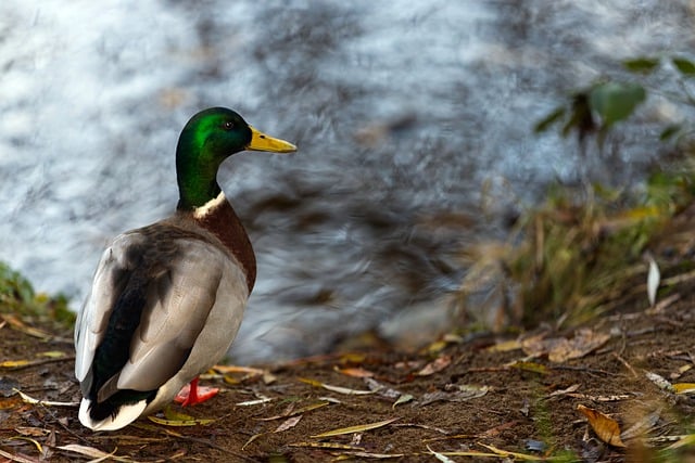 Free download mallard duck lakeside waterbird free picture to be edited with GIMP free online image editor