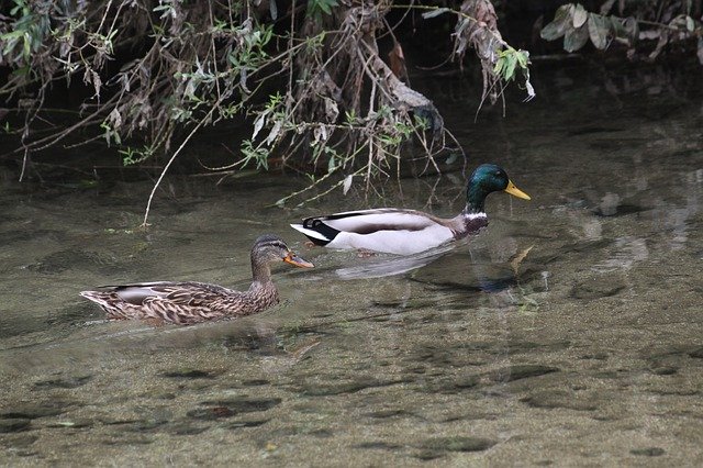 Free download Mallard Duck Pair Waterfowl -  free photo or picture to be edited with GIMP online image editor