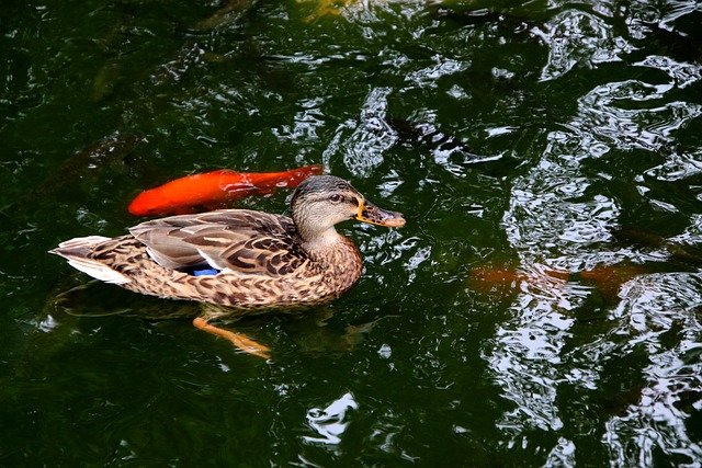 Free download mallard duck pond koi fish free picture to be edited with GIMP free online image editor