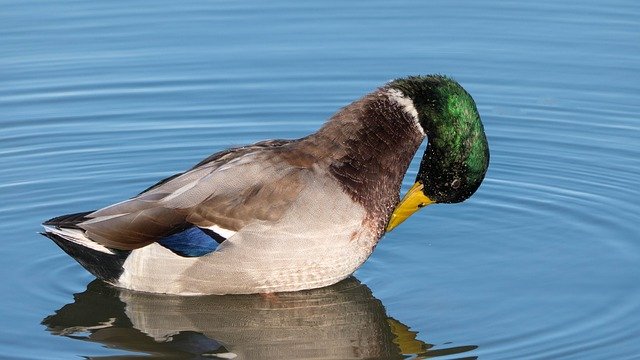 Free download Mallard Duck Preening -  free photo or picture to be edited with GIMP online image editor
