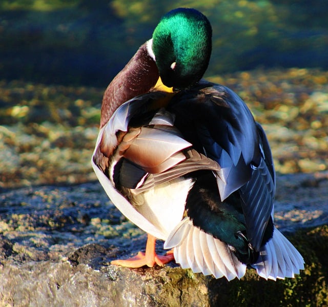 Free download mallard duck riverbank bird free picture to be edited with GIMP free online image editor