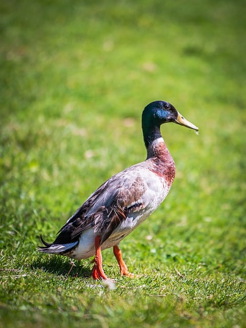 Free download mallard ducks birds wildlife free picture to be edited with GIMP free online image editor