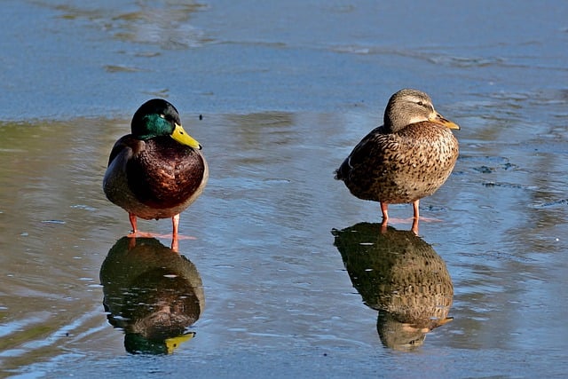 Free download mallard ducks ice cream lake free picture to be edited with GIMP free online image editor