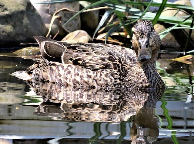 Free download Mallard Duck Staring Curious -  free photo or picture to be edited with GIMP online image editor