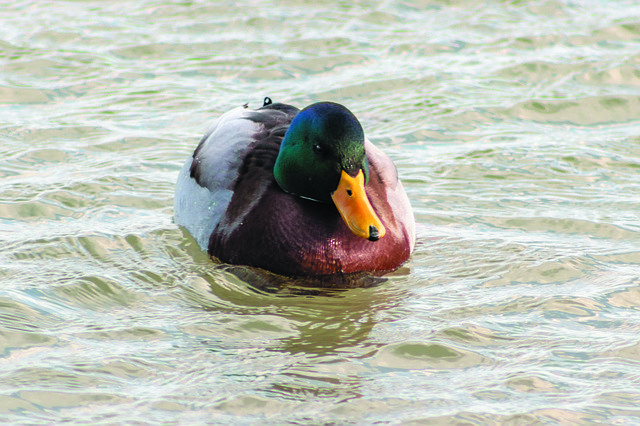 Free download Mallard Duck Teal -  free photo or picture to be edited with GIMP online image editor