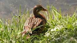 Free download Mallard Duck The Wild Bird -  free video to be edited with OpenShot online video editor