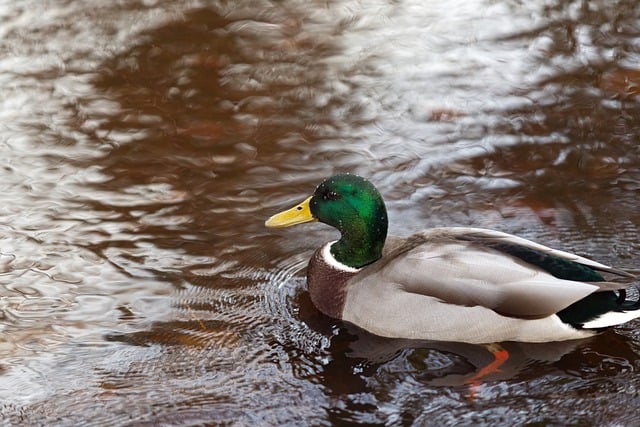 Free download mallard duck waterbird lake free picture to be edited with GIMP free online image editor