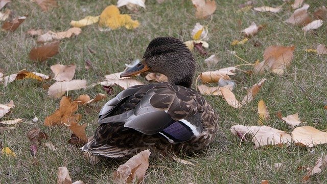 Free download Mallard Duck Waterfowl -  free photo or picture to be edited with GIMP online image editor