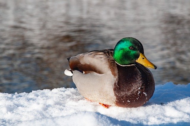 Free download Mallard Duck Winter Bird -  free photo or picture to be edited with GIMP online image editor