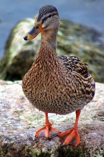 Free download mallard riverbank water bird nature free picture to be edited with GIMP free online image editor