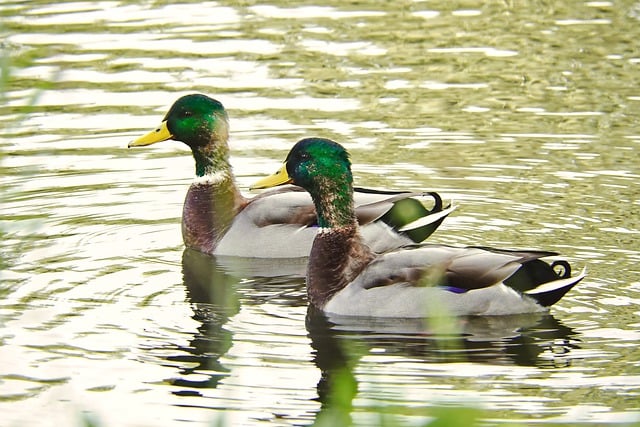 Free download mallards ducks waterfowls free picture to be edited with GIMP free online image editor