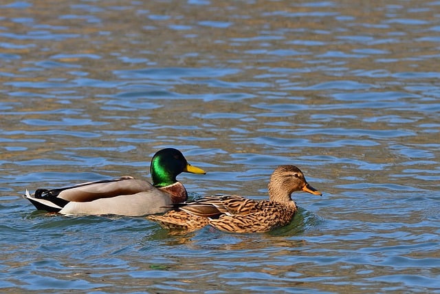 Free download mallards ducks wildlife animals free picture to be edited with GIMP free online image editor