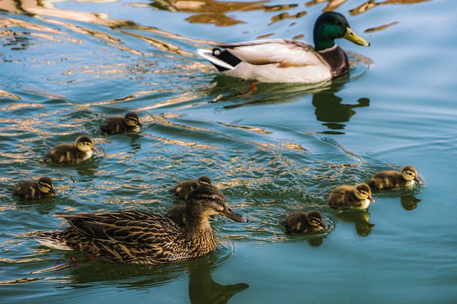 Free download mallards family ducks nature water free picture to be edited with GIMP free online image editor