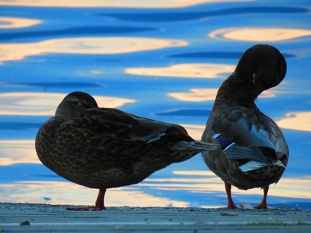 Free download Mallards Water Bird -  free photo or picture to be edited with GIMP online image editor