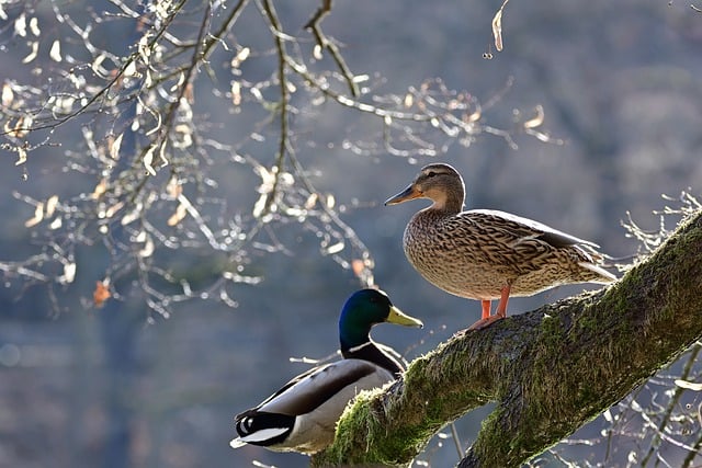 Free download mallards waterfowl tree lake free picture to be edited with GIMP free online image editor