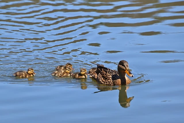 Free download mallard water bird chick cute lake free picture to be edited with GIMP free online image editor