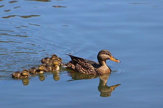 Free download mallard water bird chick lake free picture to be edited with GIMP free online image editor