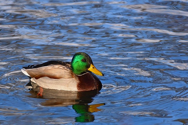 Free download mallard water bird drake lake free picture to be edited with GIMP free online image editor