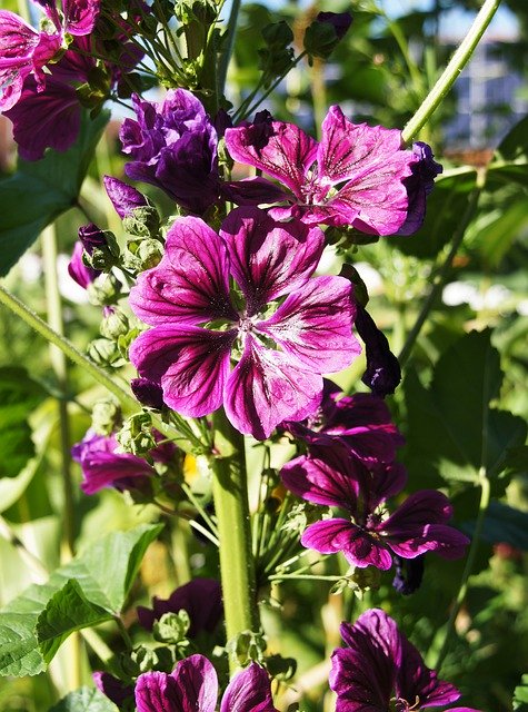 Free download Mallow Bee-Friendly Blue -  free photo or picture to be edited with GIMP online image editor