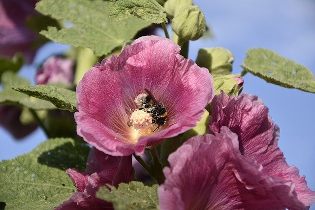 Free download Mallow Insect Flower -  free photo or picture to be edited with GIMP online image editor