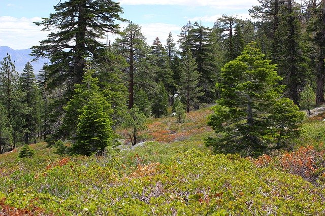 Free download Mammoth California Trees -  free photo or picture to be edited with GIMP online image editor