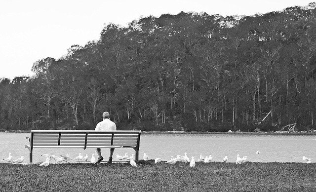 Free download Man Bench Gulls -  free photo or picture to be edited with GIMP online image editor