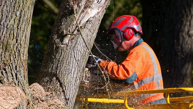 Free download man chainsaw tree work free picture to be edited with GIMP free online image editor