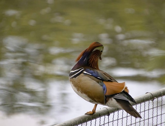 Free download mandarin duck duck bird fence free picture to be edited with GIMP free online image editor