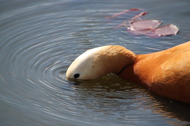 Free download Mandarin Duck Neck Round In The -  free photo or picture to be edited with GIMP online image editor