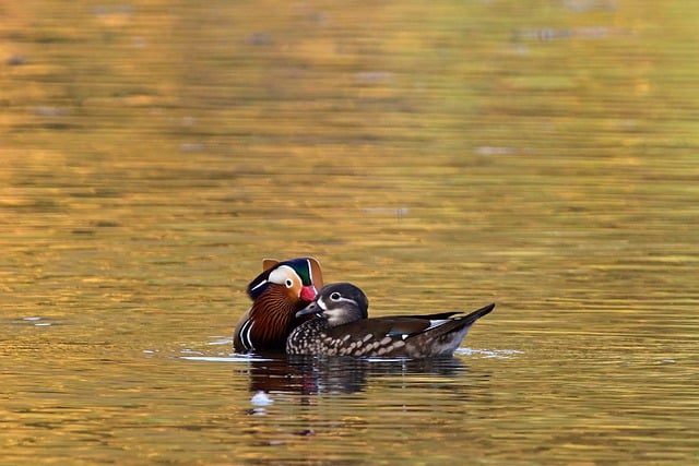 Free download mandarin ducks lake park sunset free picture to be edited with GIMP free online image editor