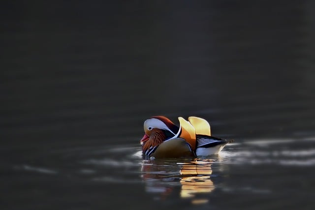 Free download mandarin ducks sunrise winter lake free picture to be edited with GIMP free online image editor